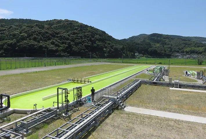 助力社会的可持续发展，电装研究藻类生产生物燃料